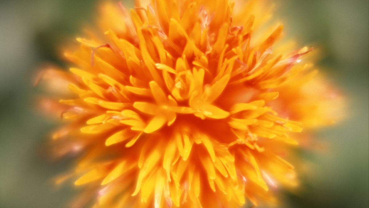 Safflower for skincare oil