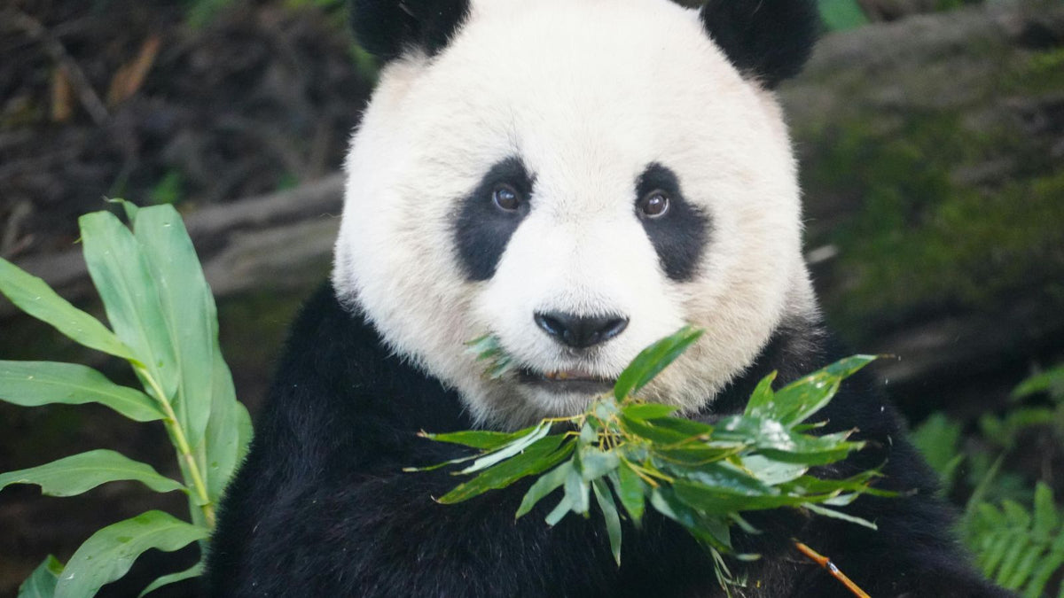 panda eating bamboo