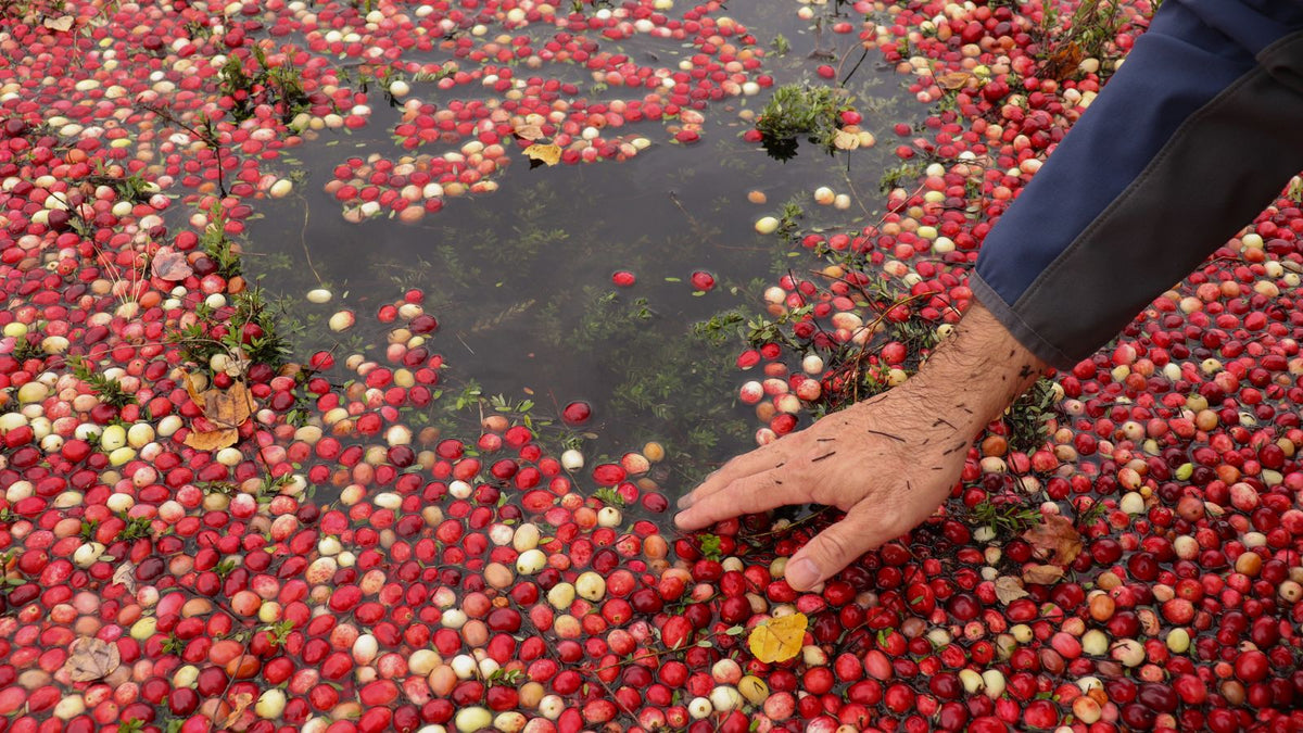 A hand scooping cranberries from a bog
