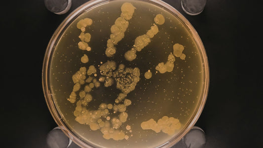 The Skin Microbiome: What It Is, Why It Matters, and How to Protect It