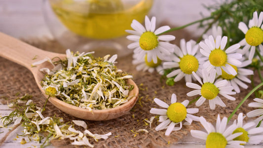 Herbalism and folk medicine with chamomile