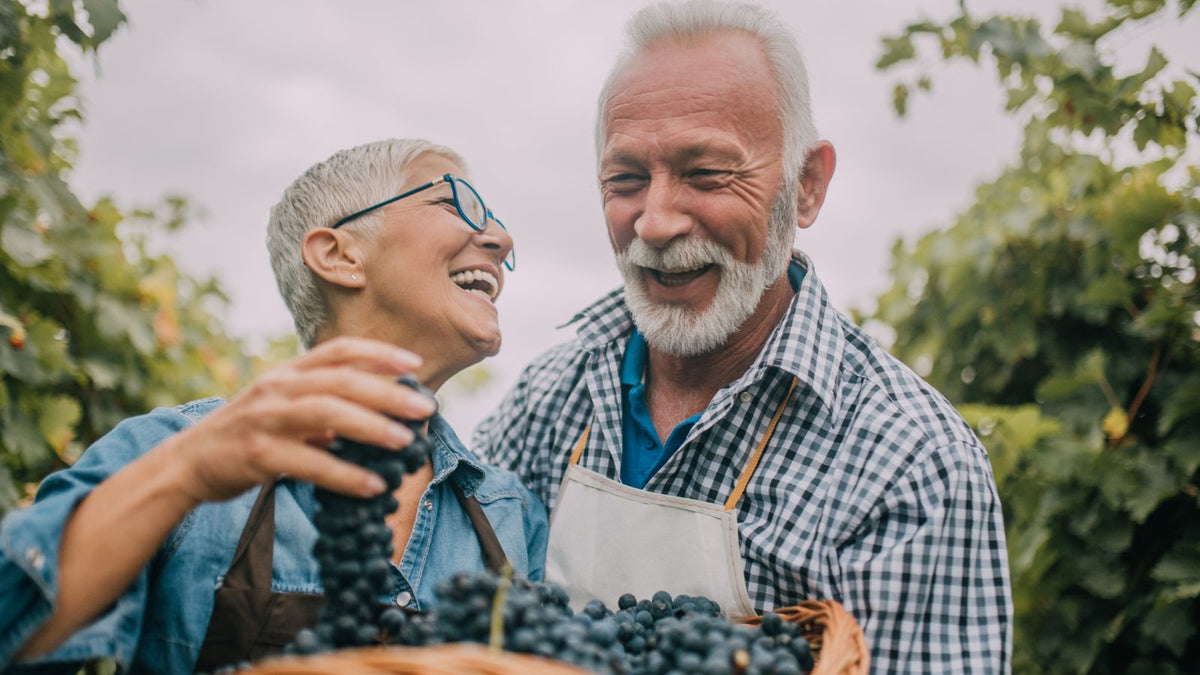 A older couple smiling while collecting grapes
