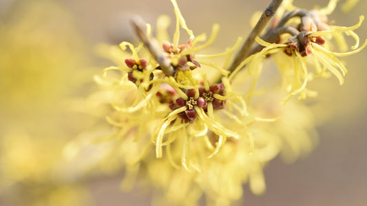 A close up of witch hazel flower