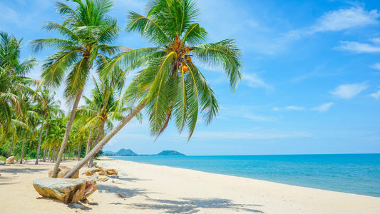 coconut palms on beach