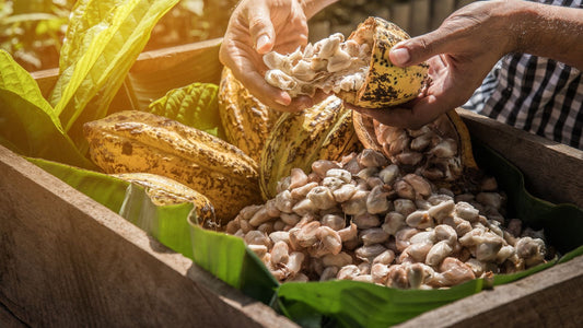 A person cleaning cocoa pods by hand