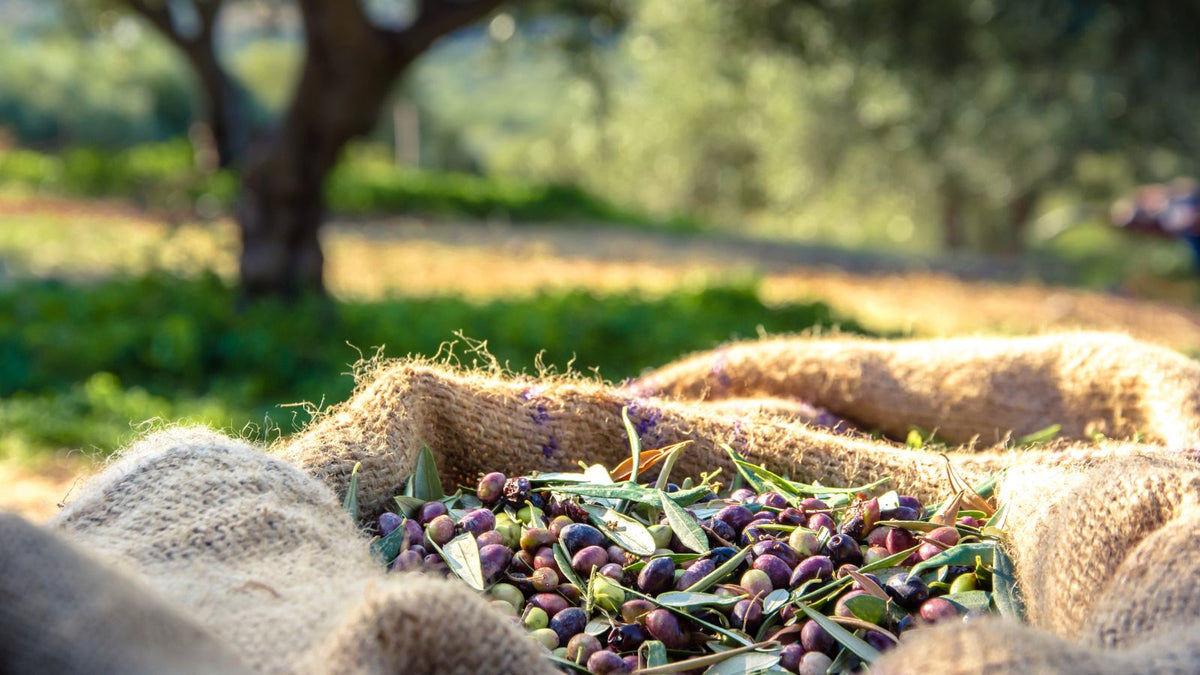 olives in a sack