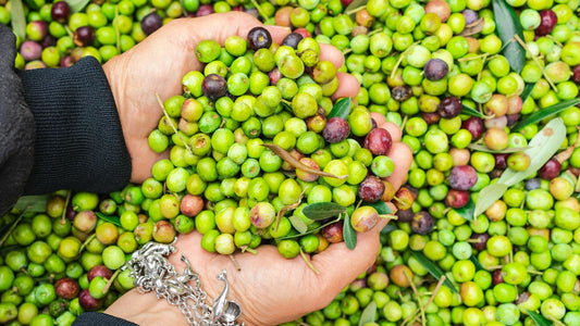woman holding olives in her cupped hands