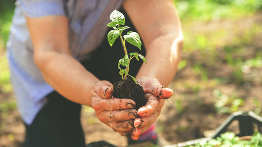 woman holding a peppermint seedling