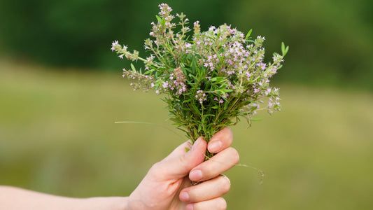 Thyme Extract for Skin: Ancient Mediterranean Herb for Powerful Antimicrobial Protection, Antioxidant Defense, and Anti-Inflammatory Support