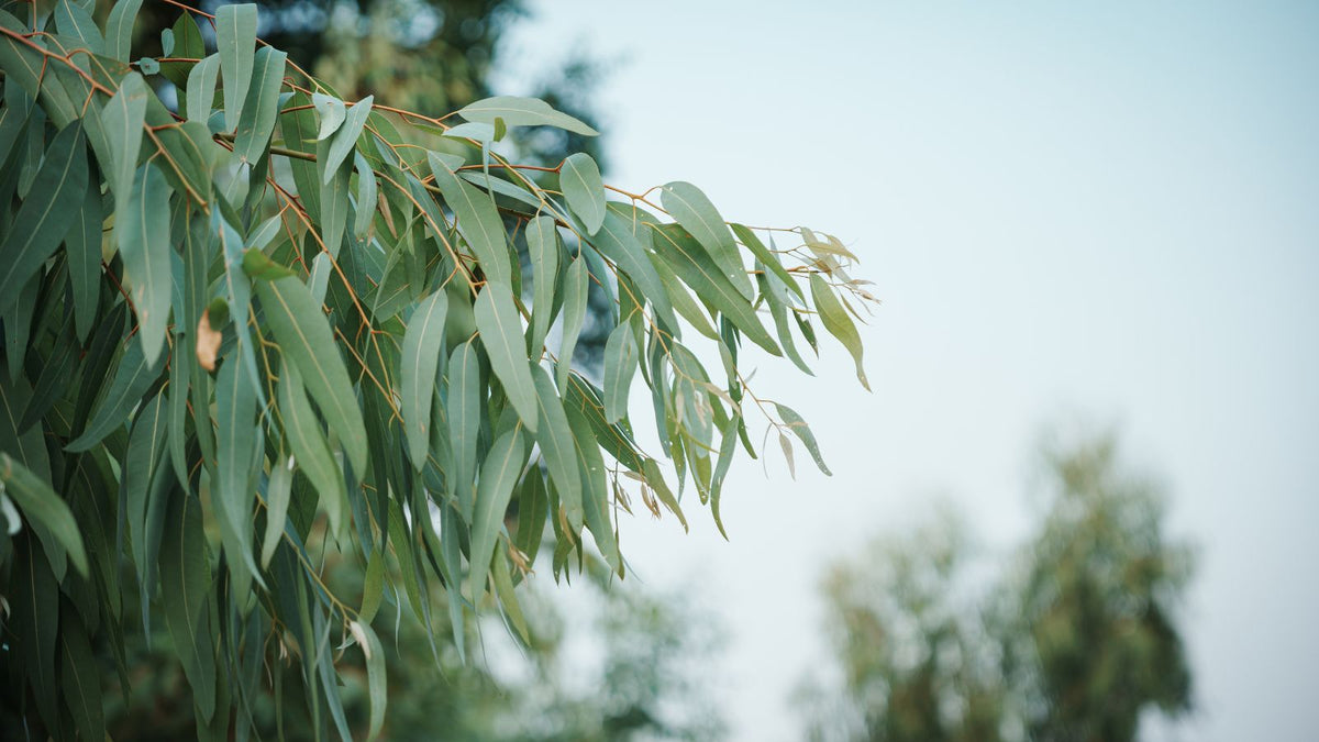 Eucalyptus Leaf Extract for Skin and Scalp: The Antimicrobial Antioxidant From Australia's Iconic Tree