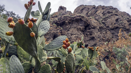 prickly pear for skincare 