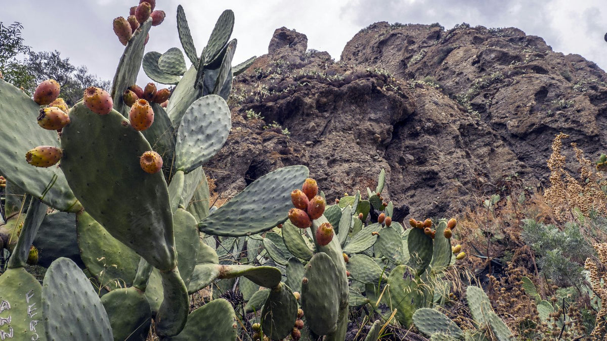 prickly pear for skincare 