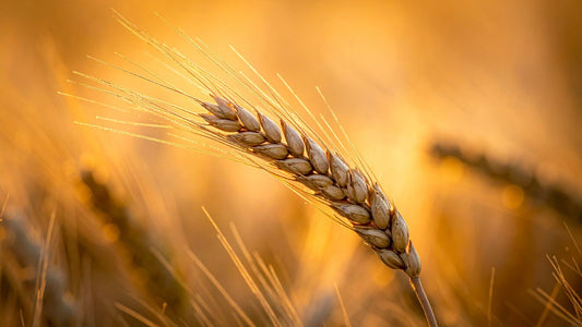 Wheat Germ Extract for Skin and Scalp: The Vitamin E Powerhouse for Hair Growth and Cellular Repair