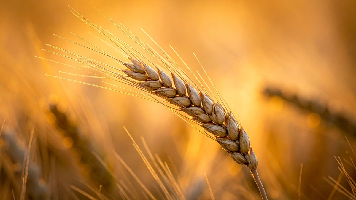 Wheat Germ Extract for Skin and Scalp: The Vitamin E Powerhouse for Hair Growth and Cellular Repair