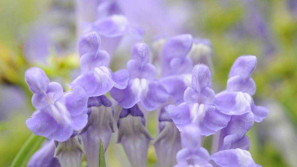 Scutellaria Baicalensis (Chinese Skullcap) for Skin and Scalp: The Anti-Inflammatory Root From Traditional Chinese Medicine