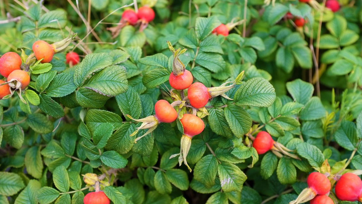 Rosehip Oil for Skin: The Plant Oil That Works Like Retinol