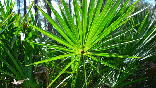 Saw Palmetto Extract for Hair Growth: The Most Studied Botanical DHT Blocker