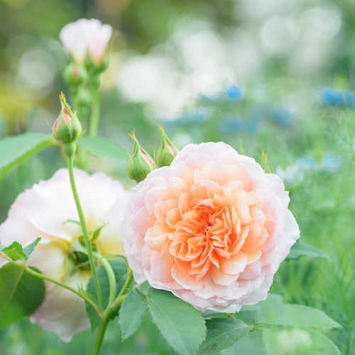 A blooming rose on a bush